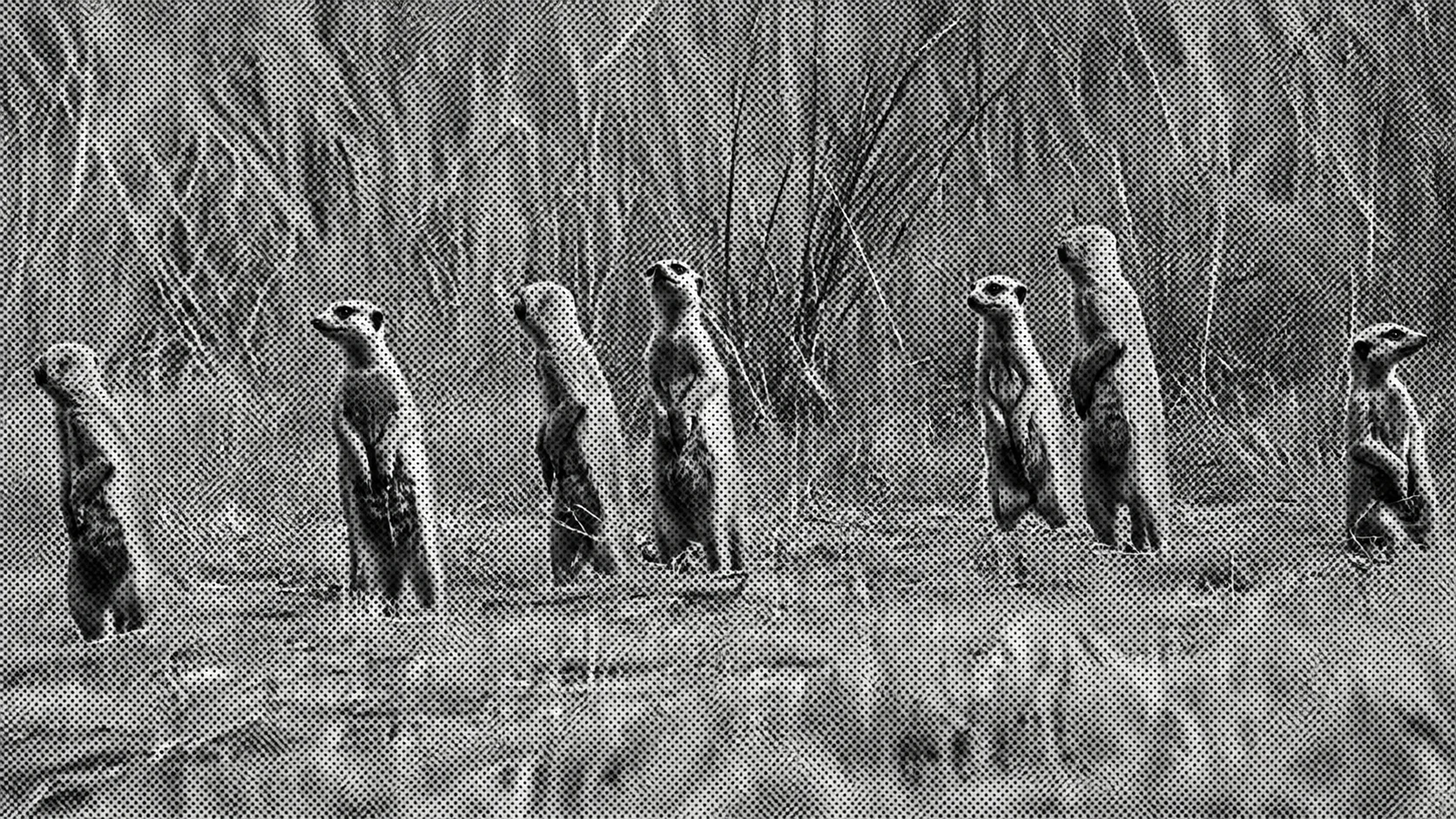 A line of meerkats standing alert at intervals across a dry grass field