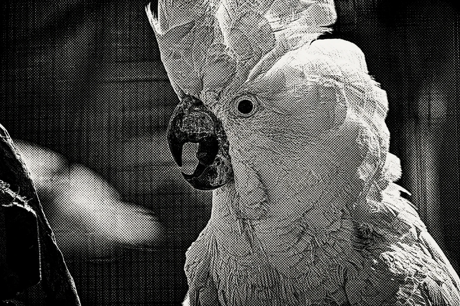 White umbrella cockatoo with its broad crest raised and beak open